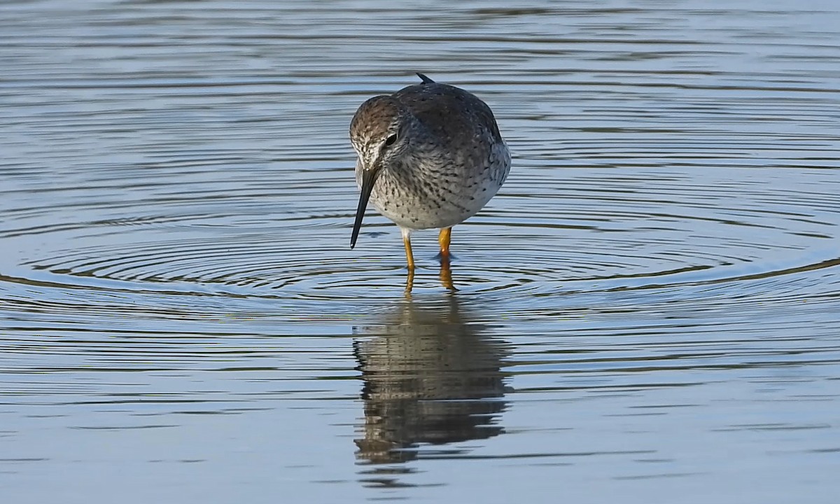 Lesser Yellowlegs - ML147161761