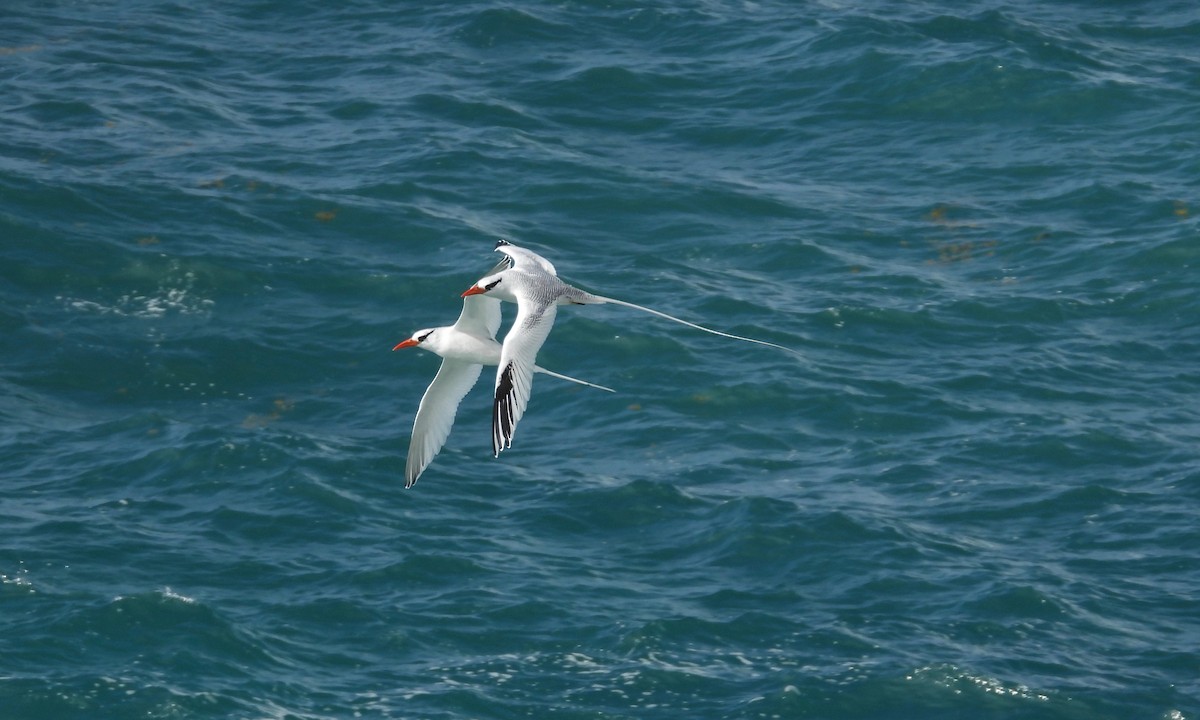Red-billed Tropicbird - grete pasch