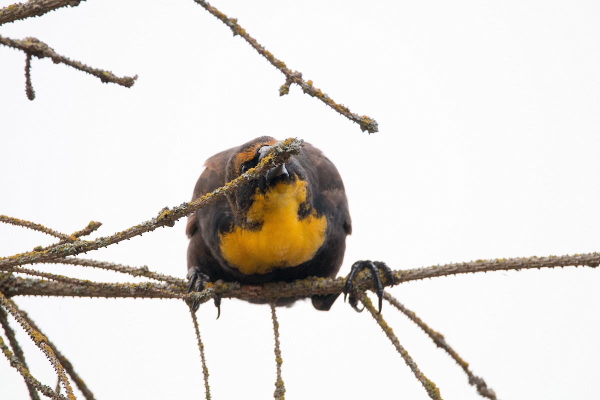 Yellow-headed Blackbird - Meg Mittelstedt