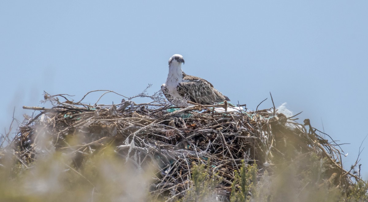 Balbuzard pêcheur (ridgwayi) - ML147162371