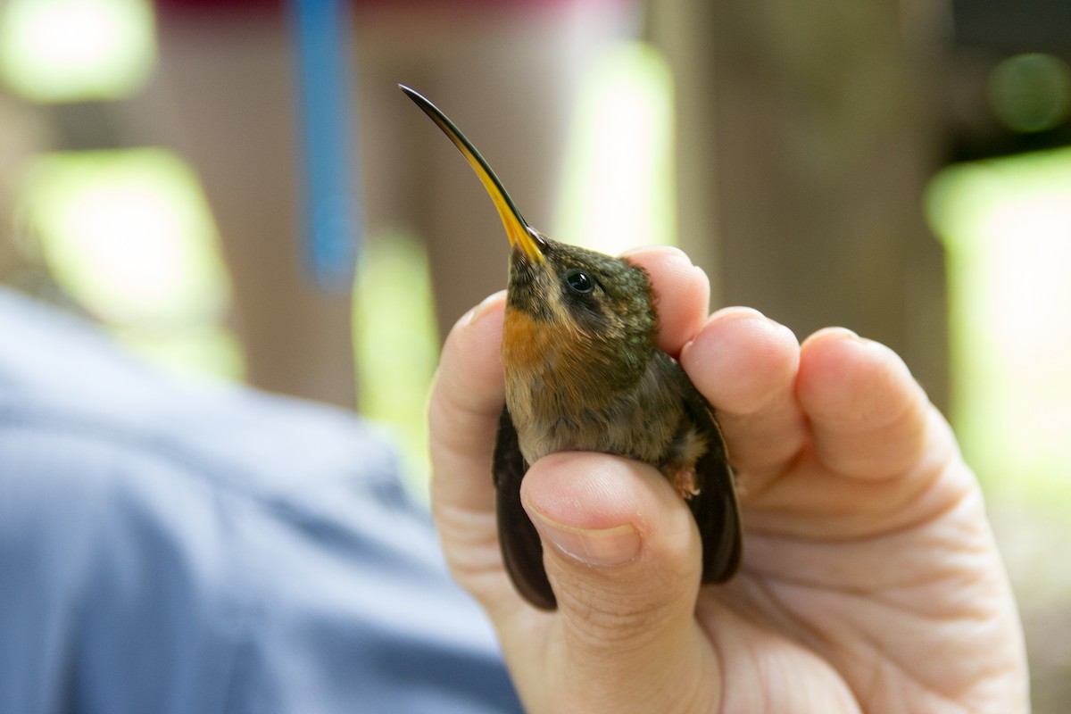 Band-tailed Barbthroat - ML147163681