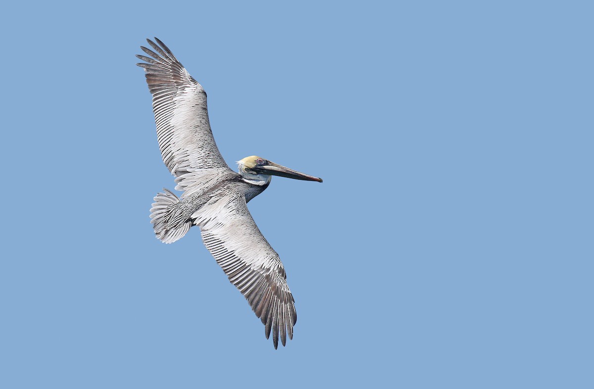 pelikán hnědý (ssp. carolinensis) - ML147165371