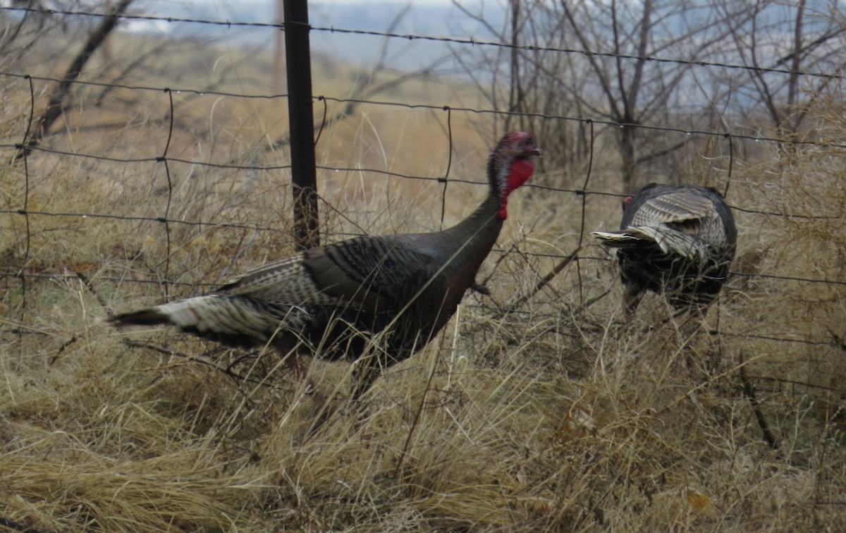 Wild Turkey - ML147165651