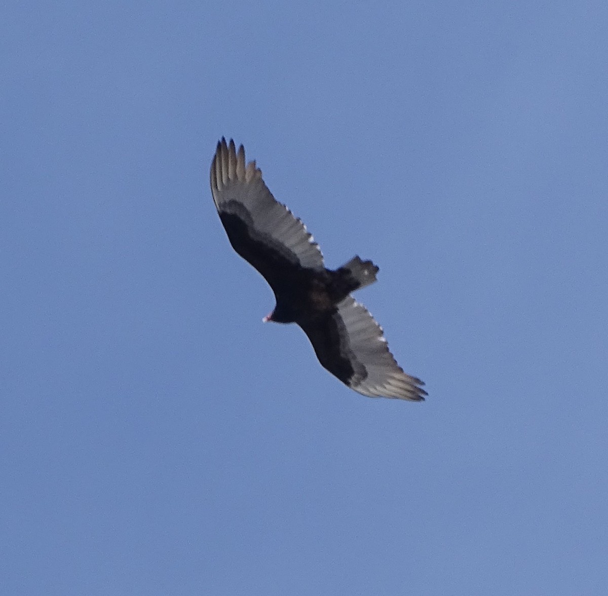 Turkey Vulture - Shirley Zundell