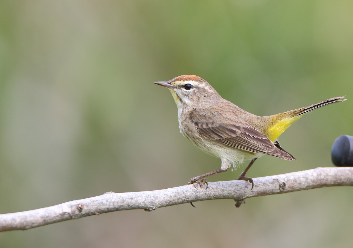 Palm Warbler (Western) - ML147168251