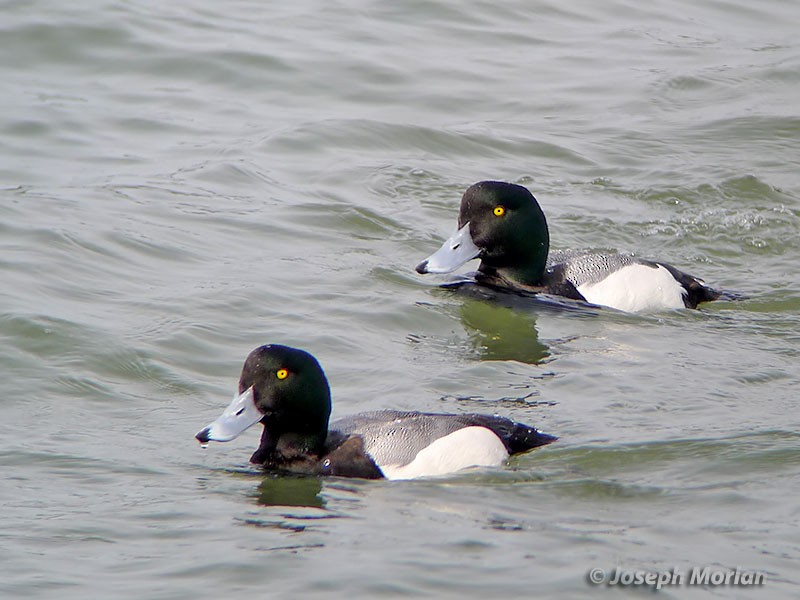 Greater Scaup - Joseph Morlan