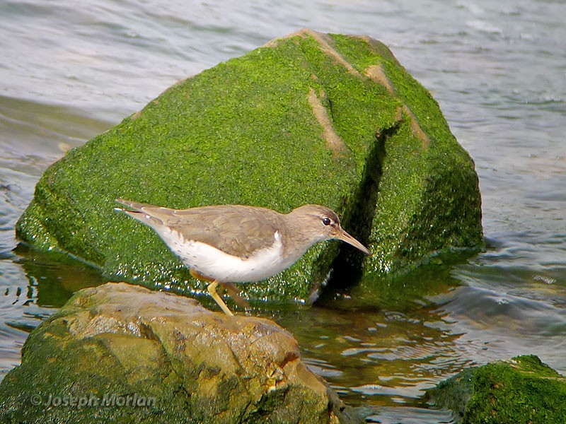 Spotted Sandpiper - ML147168721