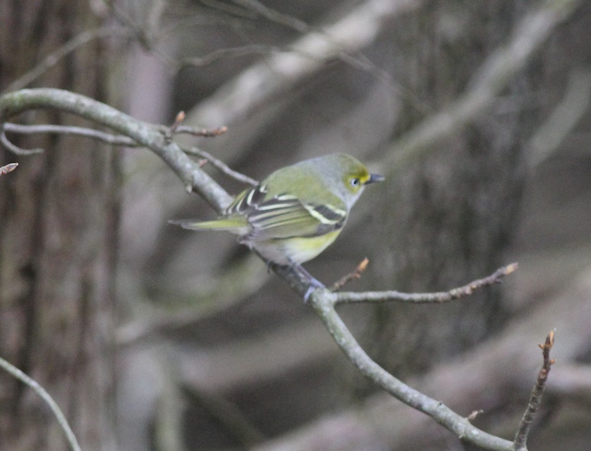 Ak Gözlü Vireo - ML147169371