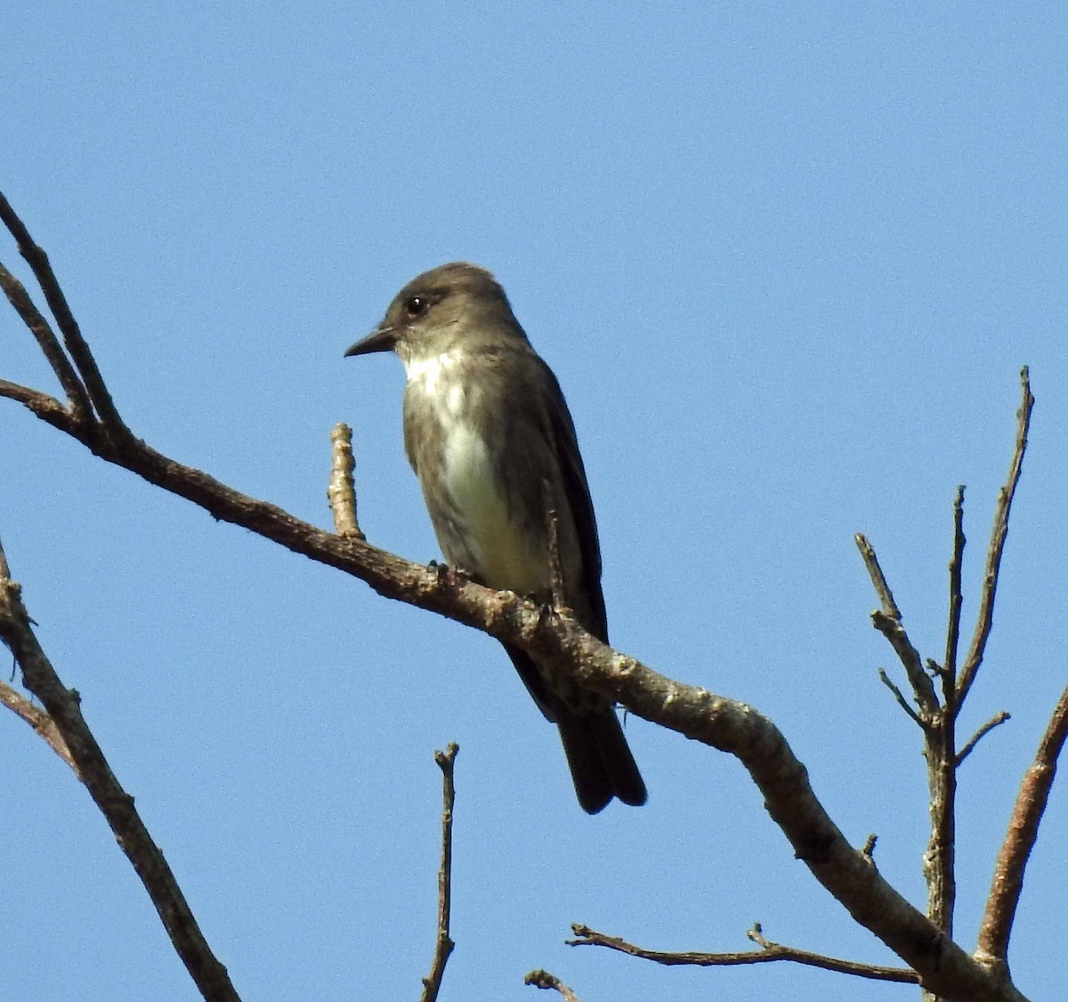 Olive-sided Flycatcher - ML147169741