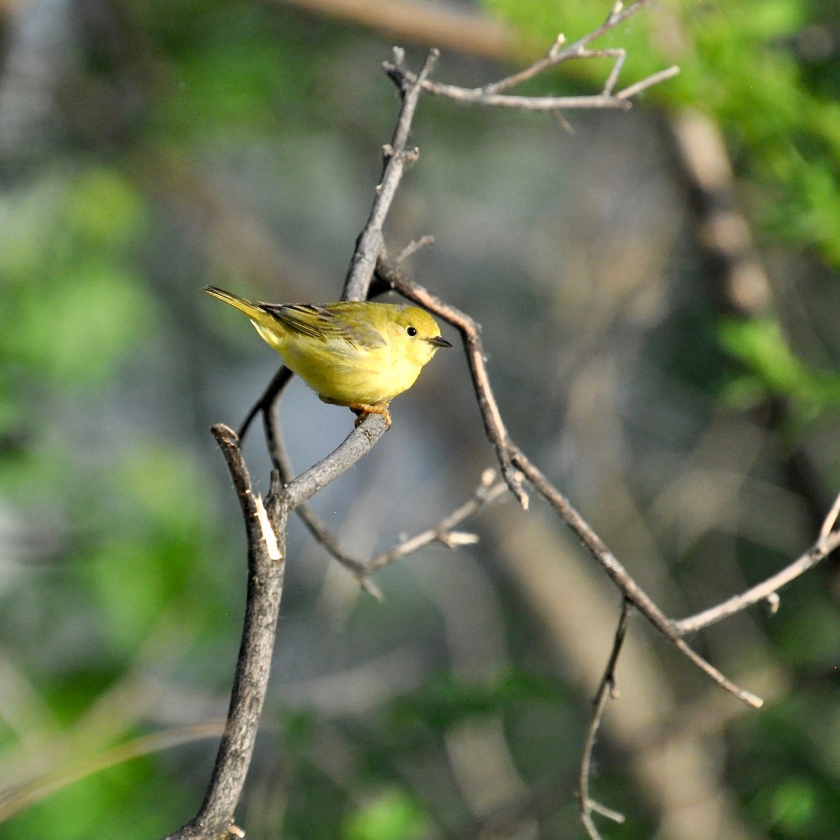 Yellow Warbler - ML147171421