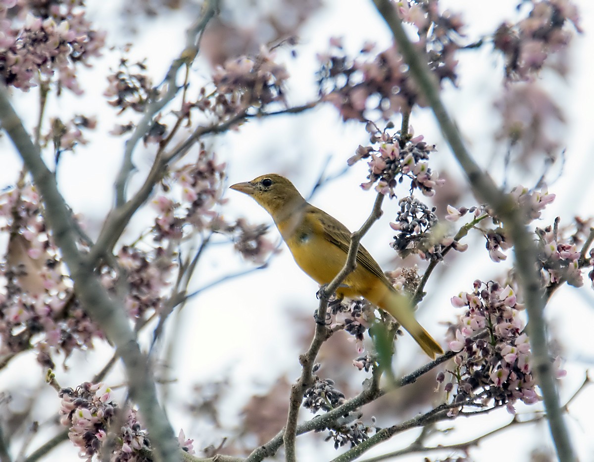 Summer Tanager - ML147171961