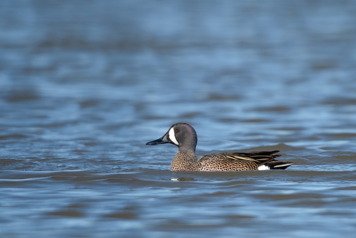 Blue-winged Teal - ML147172861