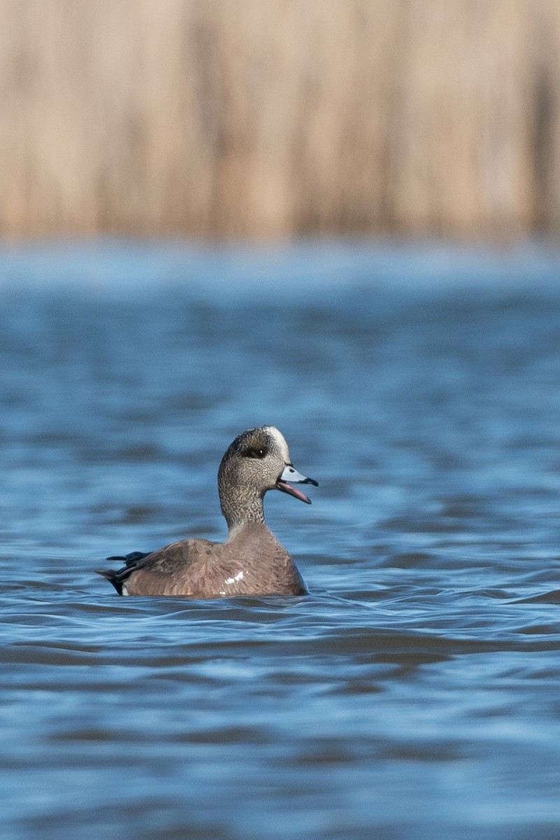 American Wigeon - ML147173051