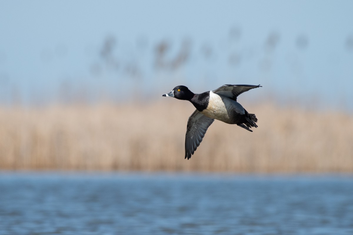 Ring-necked Duck - ML147173561