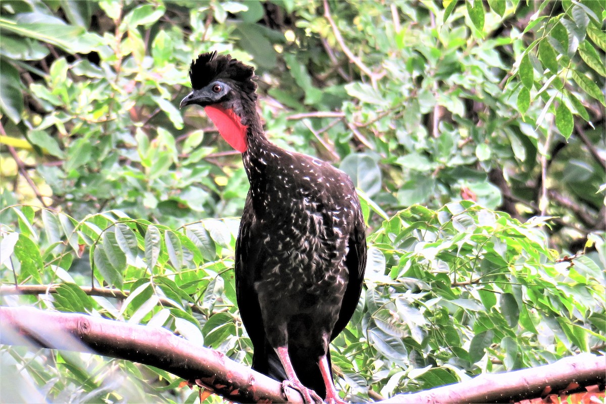 Crested Guan - ML147175131