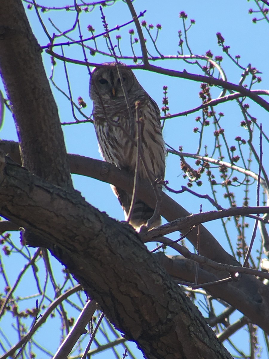 Barred Owl - ML147175521