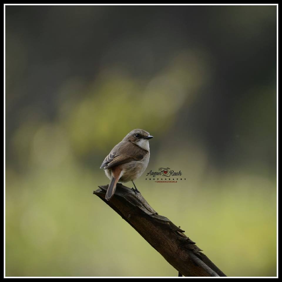 Gray Bushchat - Trilok Singh  Bisht