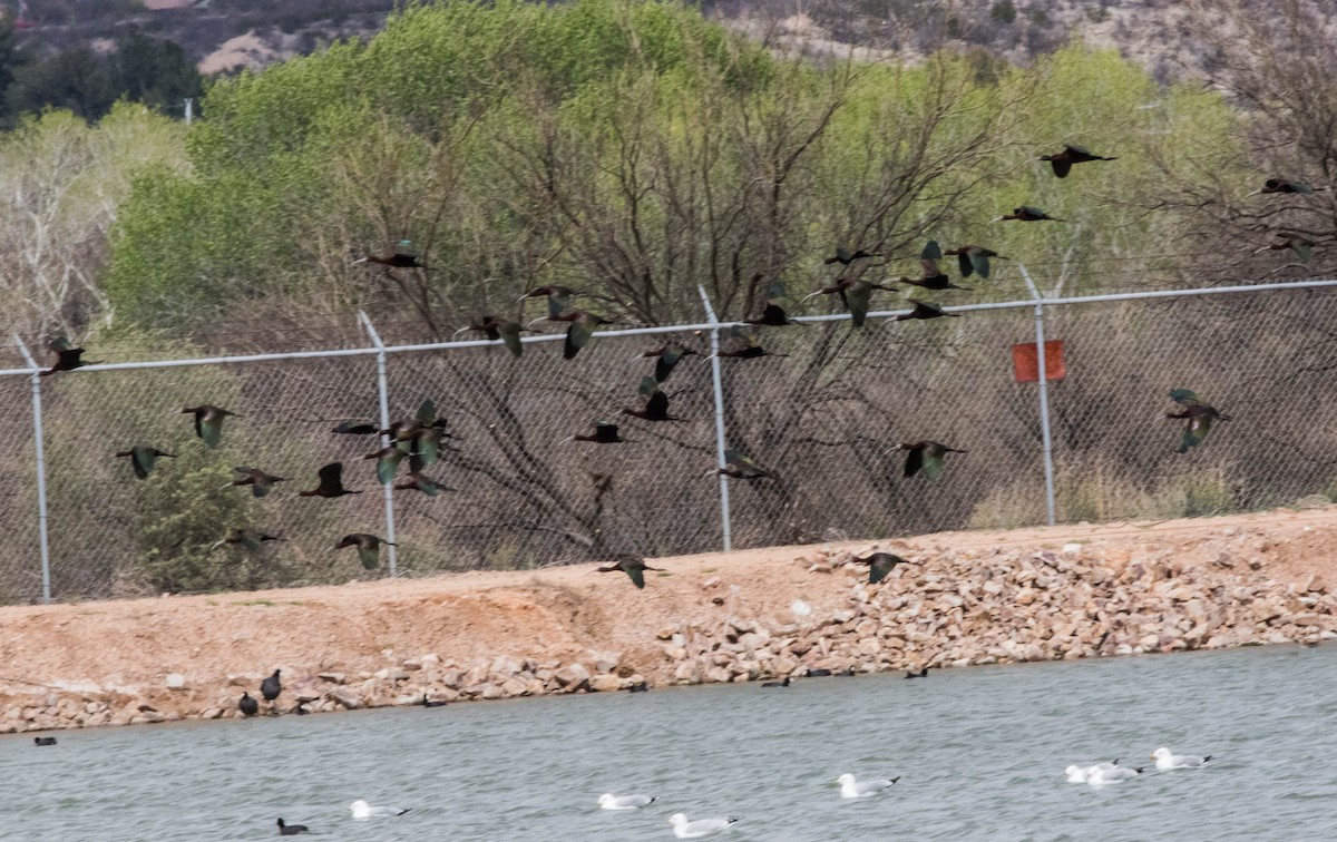 White-faced Ibis - ML147175861