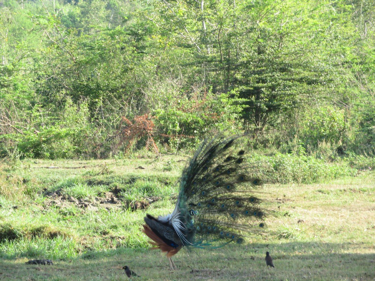 Indian Peafowl - ML147176551