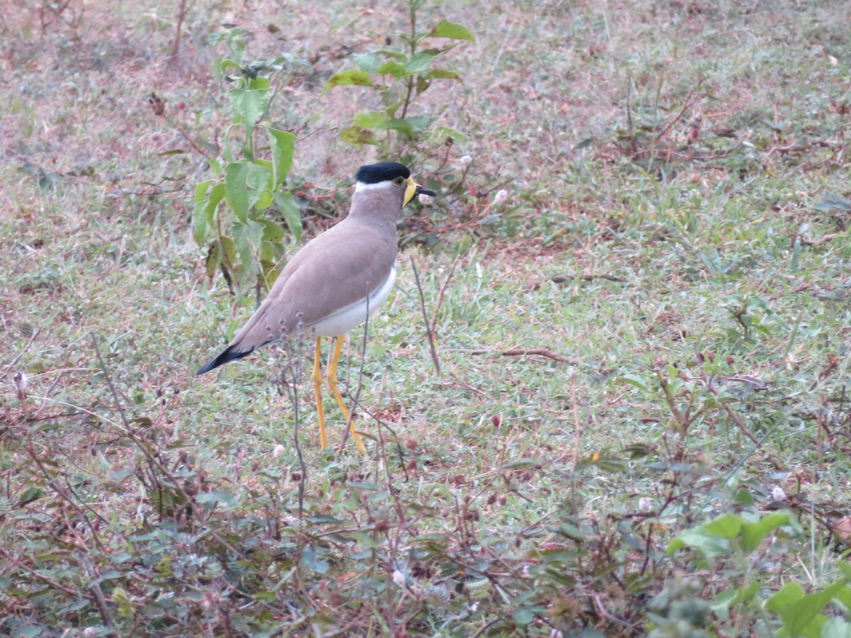 Yellow-wattled Lapwing - ML147176851