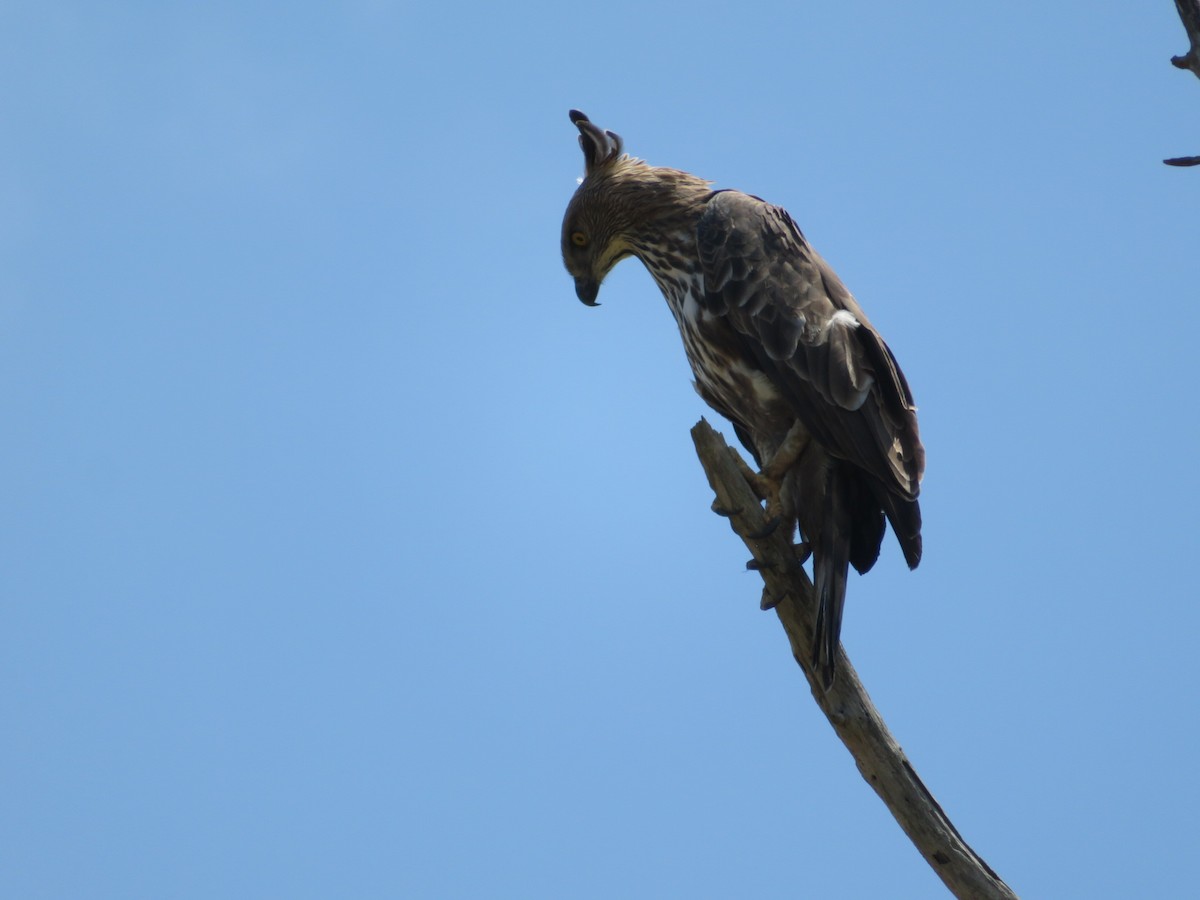 Changeable Hawk-Eagle (Crested) - ML147177301