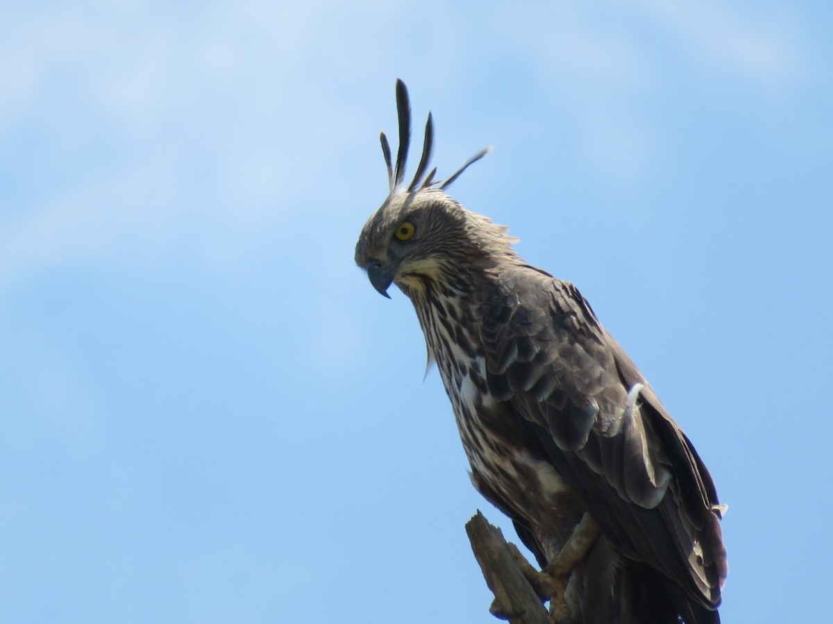 Changeable Hawk-Eagle (Crested) - ML147177331