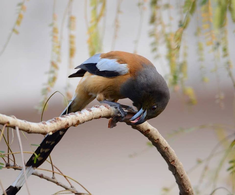 Rufous Treepie - ML147177441