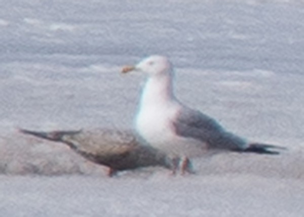 Herring Gull - ML147177461