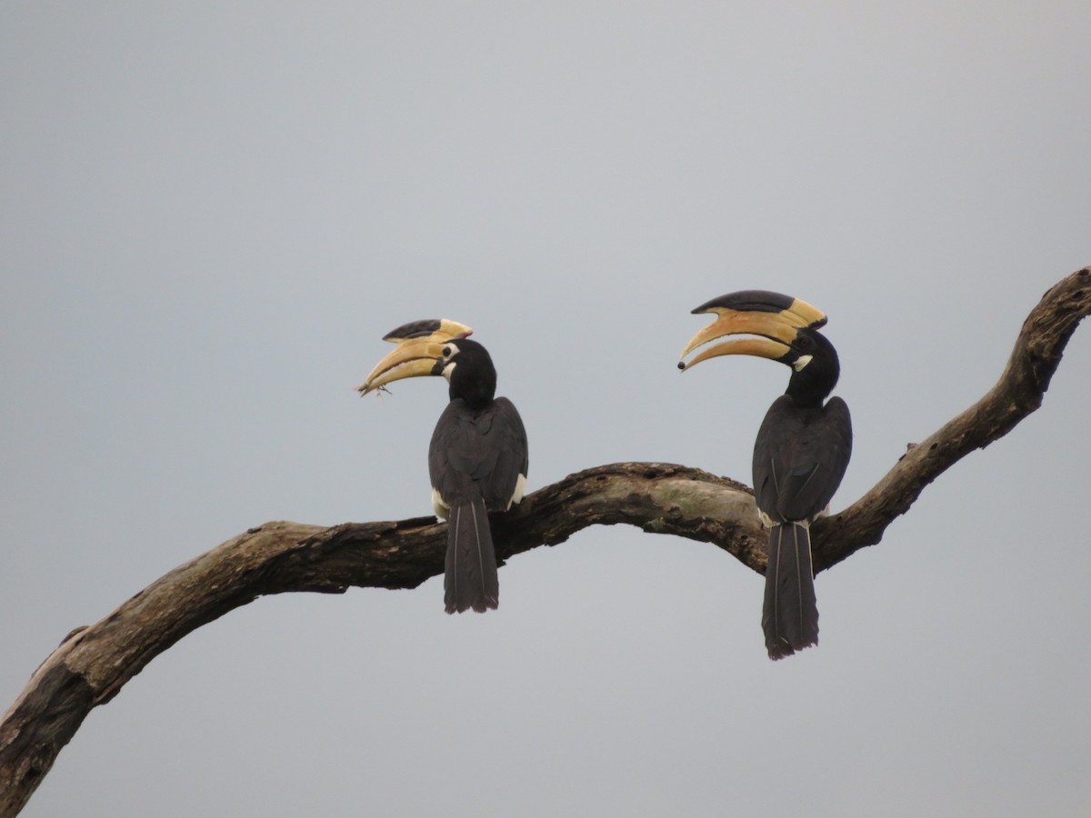 Malabar Pied-Hornbill - ML147177791