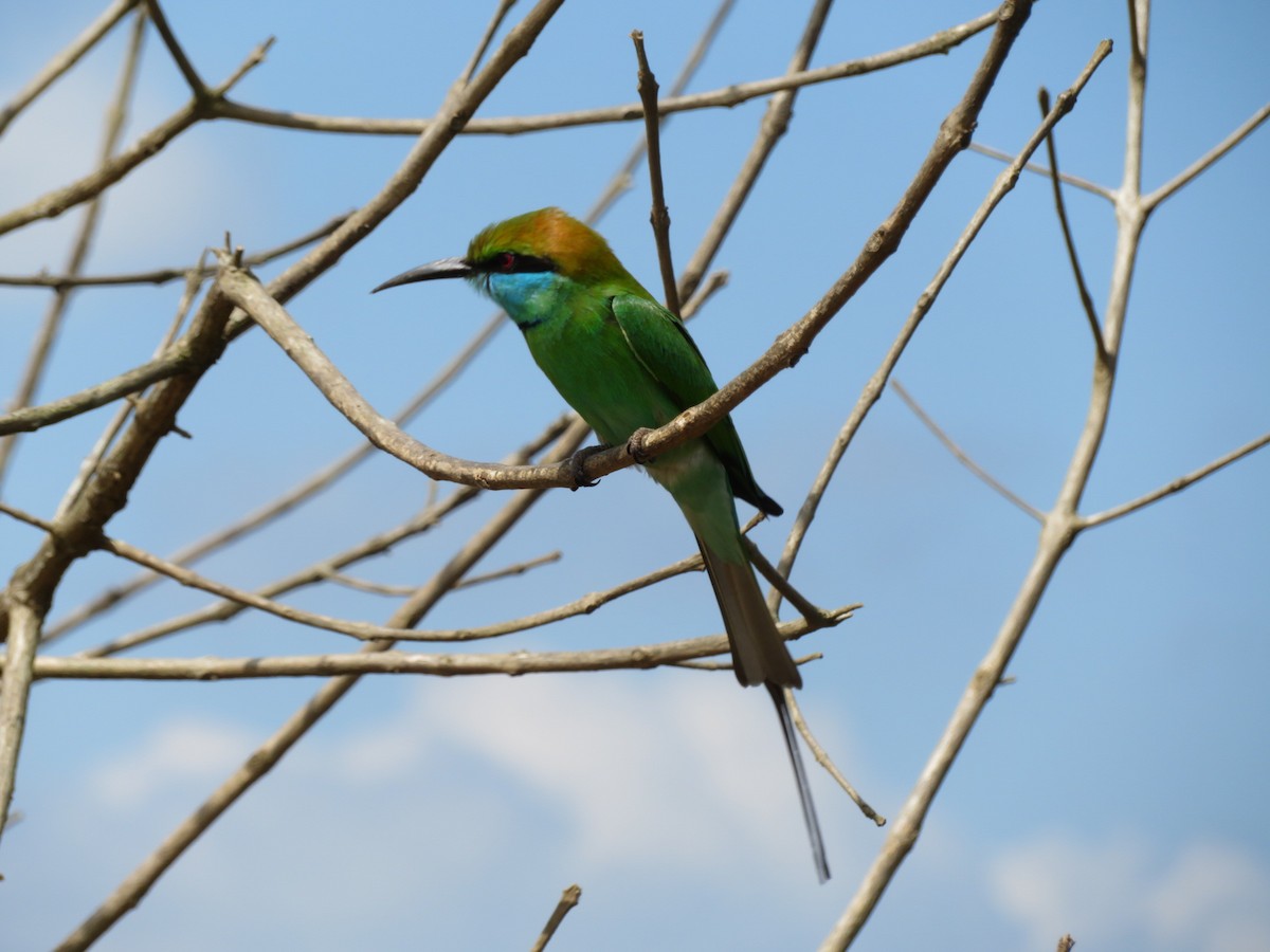 Asian Green Bee-eater - ML147178021