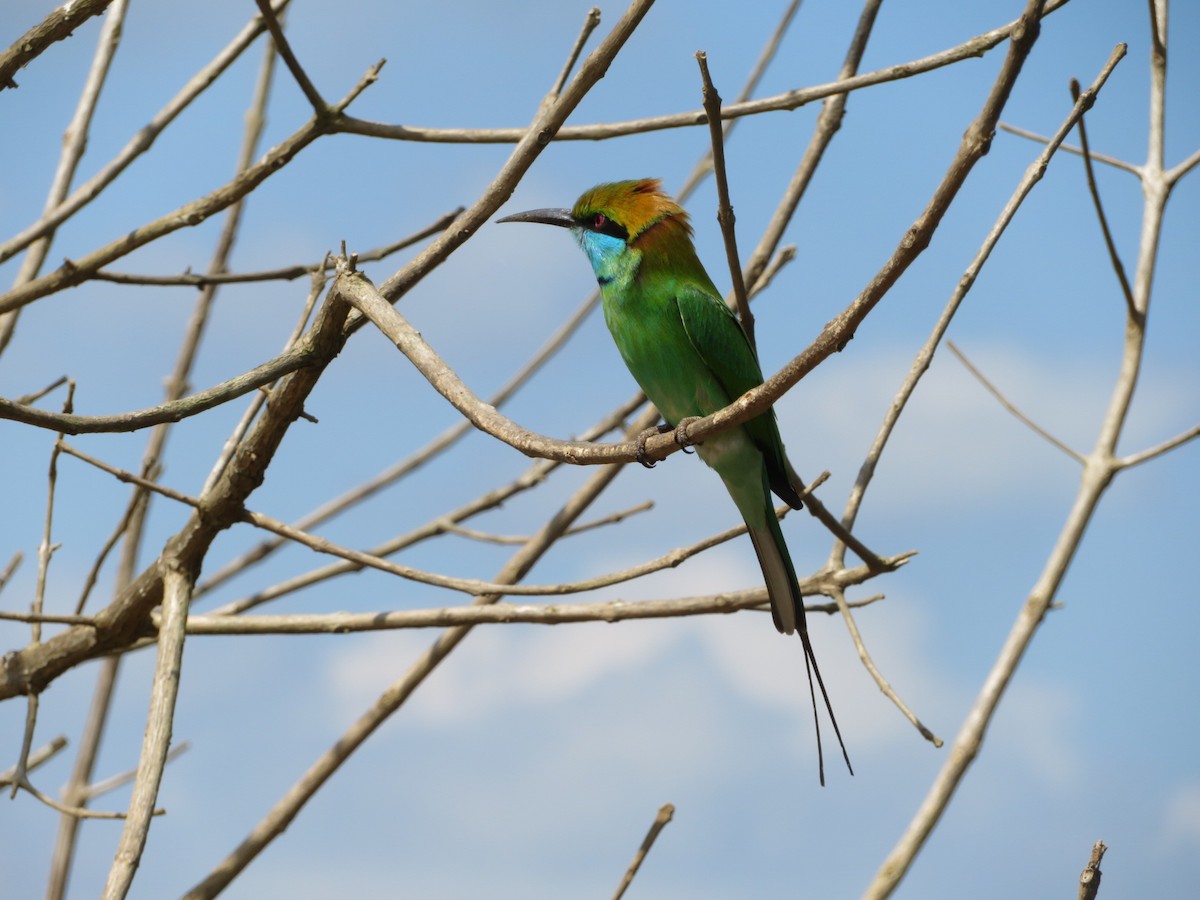 Asian Green Bee-eater - ML147178051