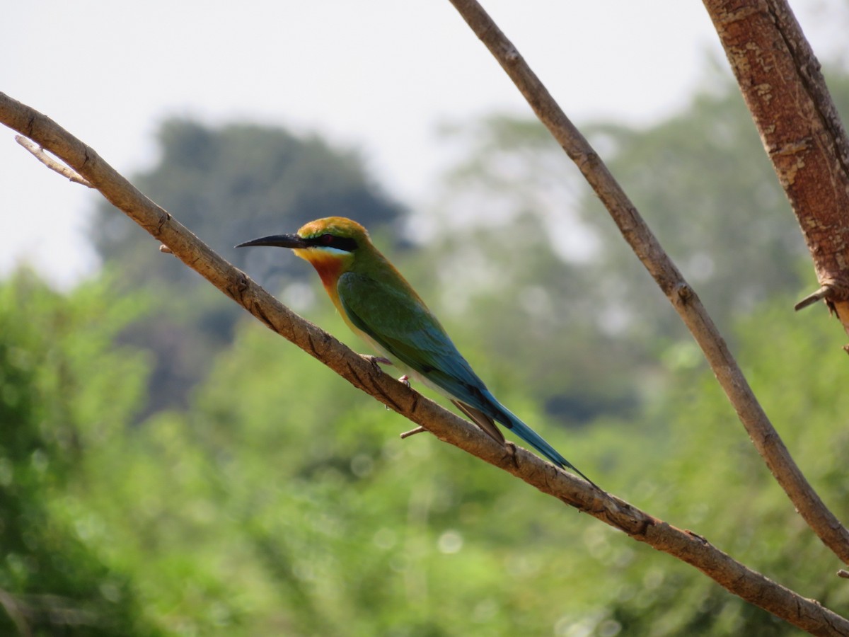 Blue-tailed Bee-eater - ML147178121