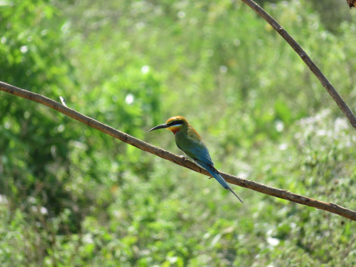 Blue-tailed Bee-eater - ML147178151