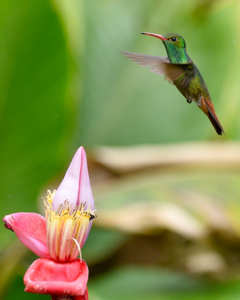 Rufous-tailed Hummingbird - Daniel Irons