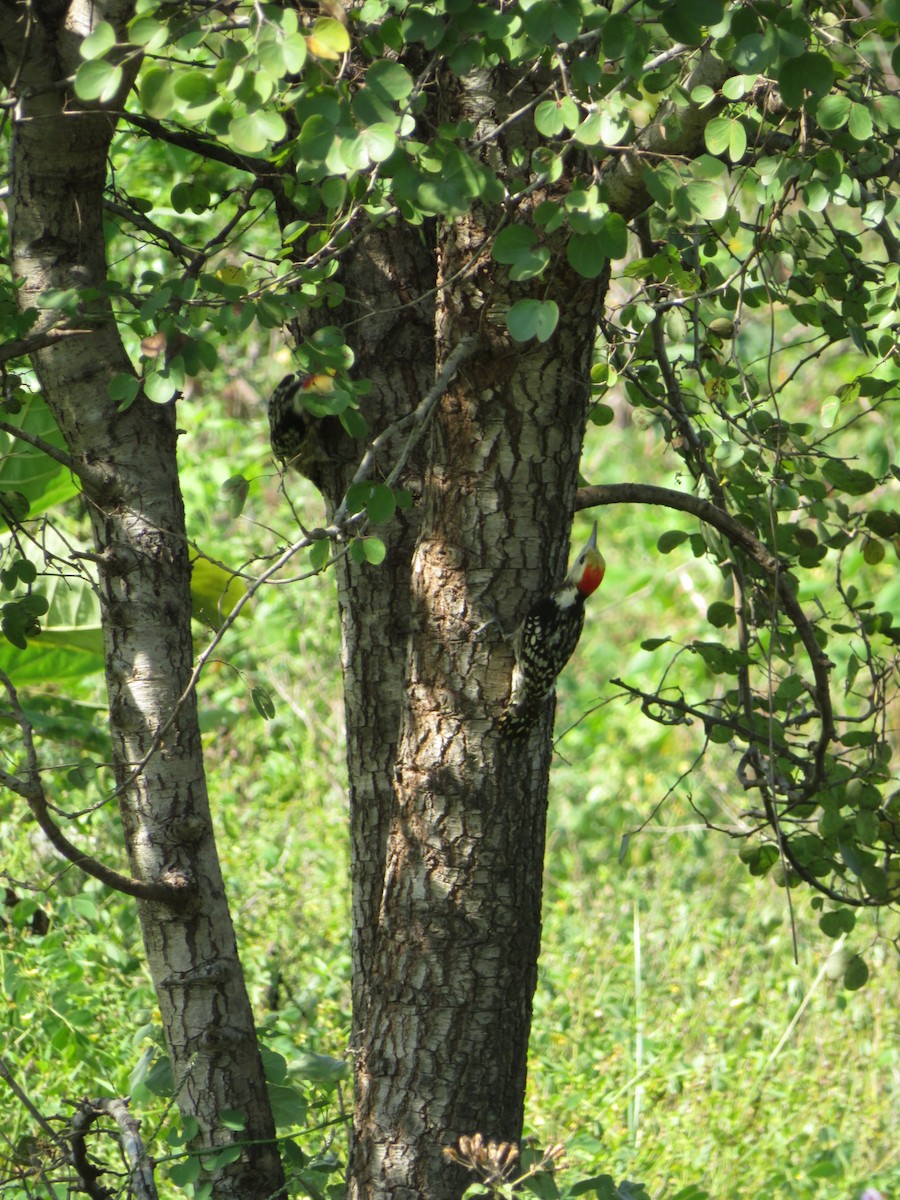 Yellow-crowned Woodpecker - ML147178331