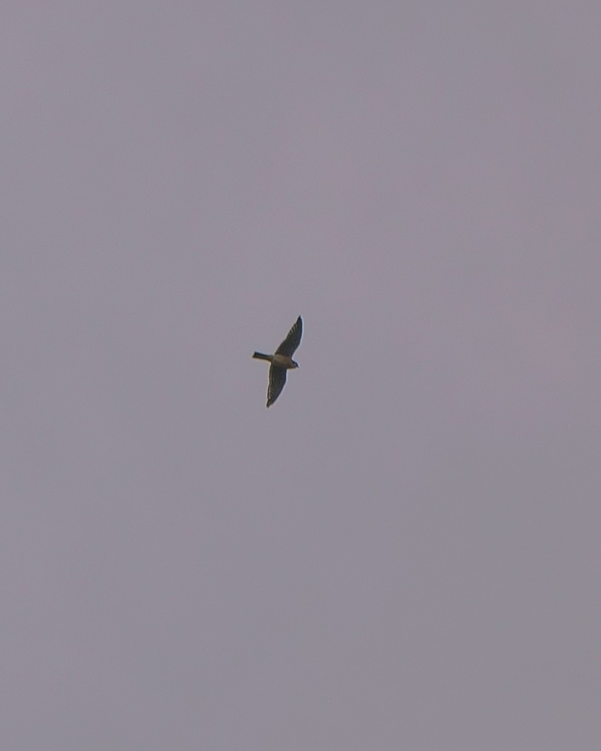 Peregrine Falcon - ML147178361