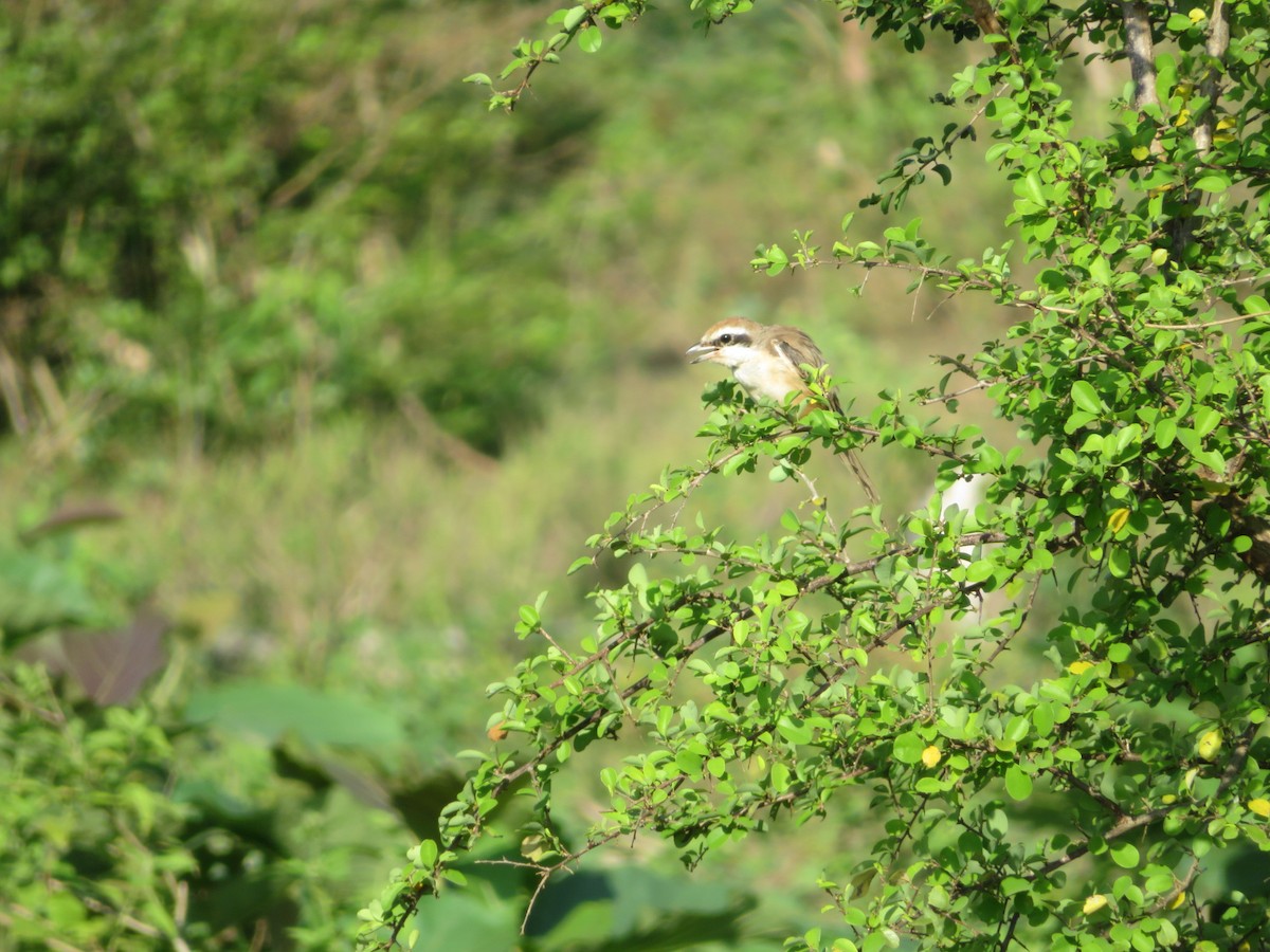 Brown Shrike - ML147178721