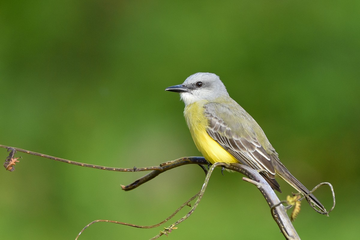 Tropical Kingbird - Daniel Irons