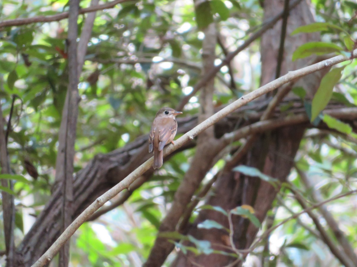 Asian Brown Flycatcher - ML147178821