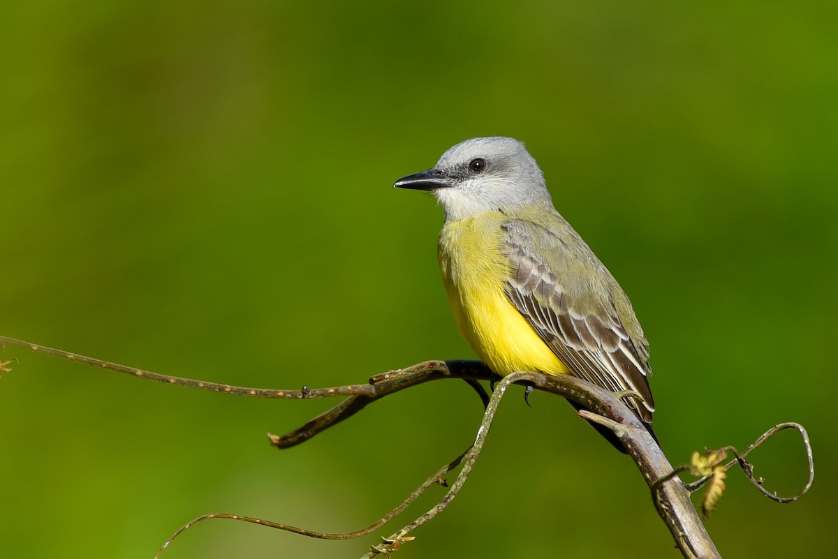 Tropical Kingbird - ML147178891