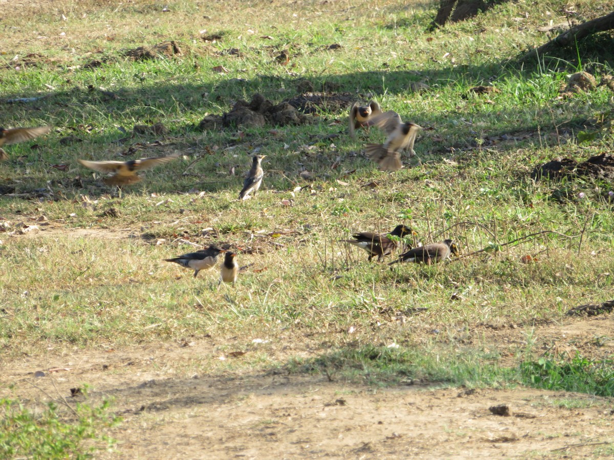 Rosy Starling - ML147179001