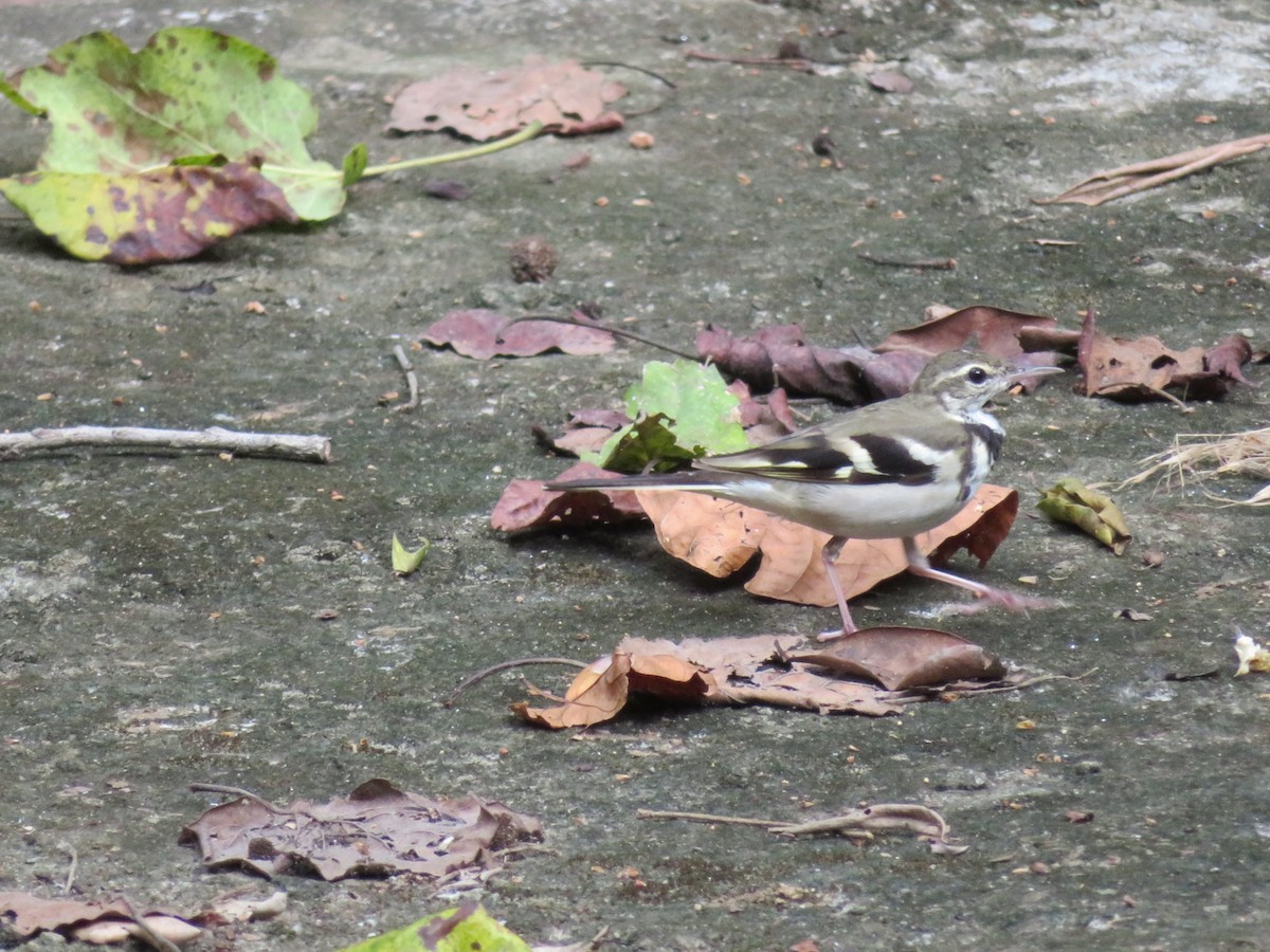 Forest Wagtail - ML147179101