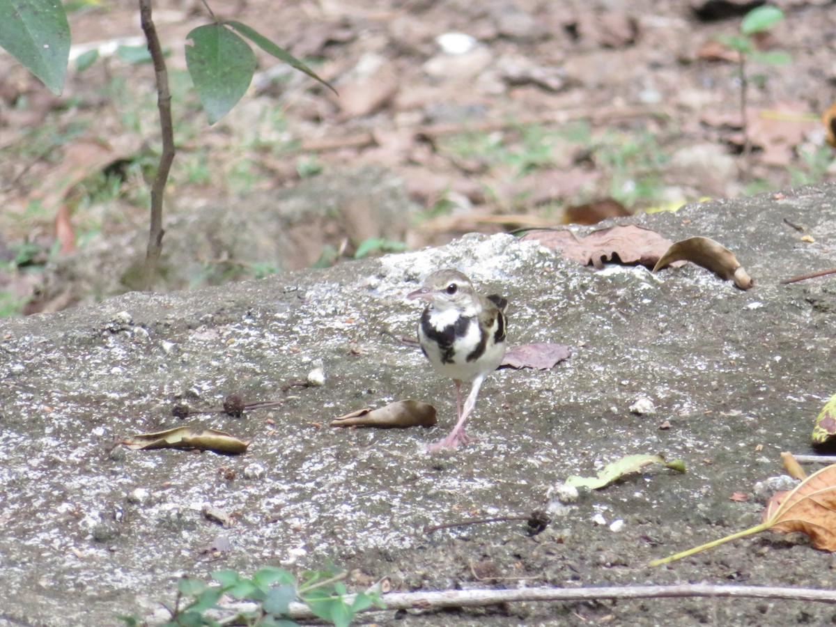 Forest Wagtail - ML147179111