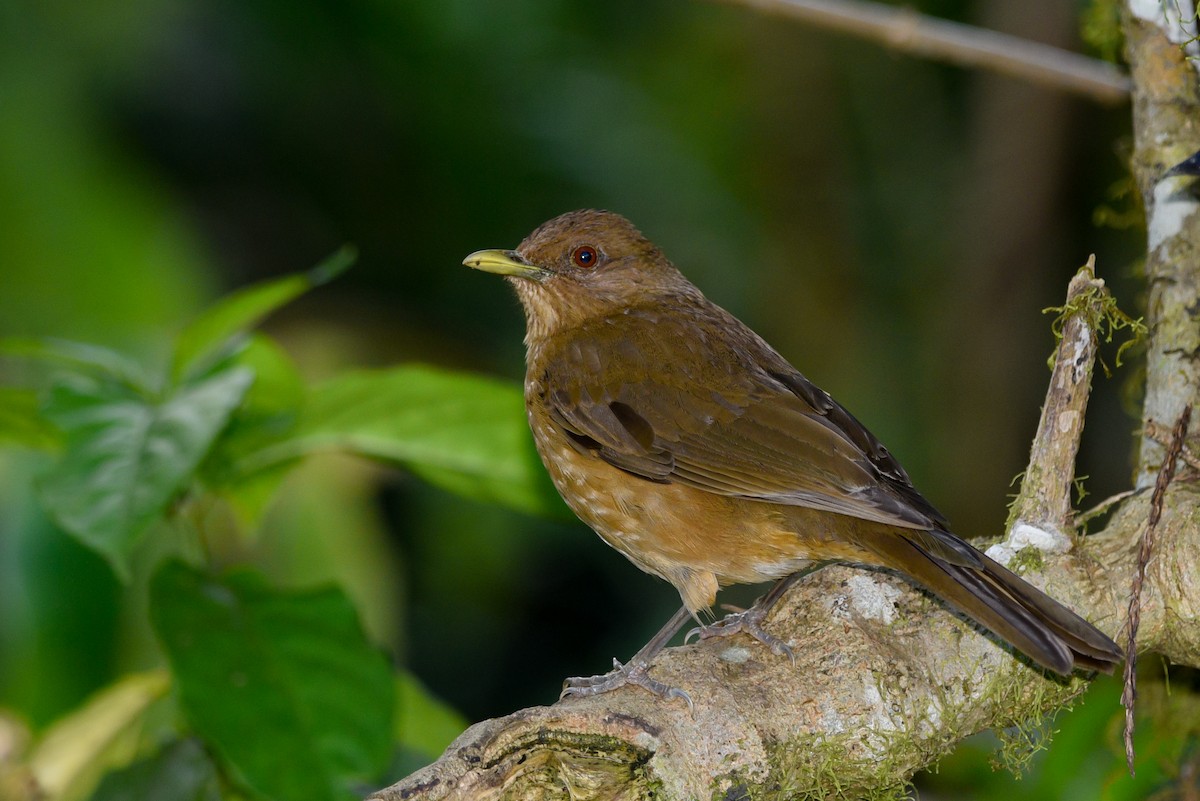 Clay-colored Thrush - ML147179501