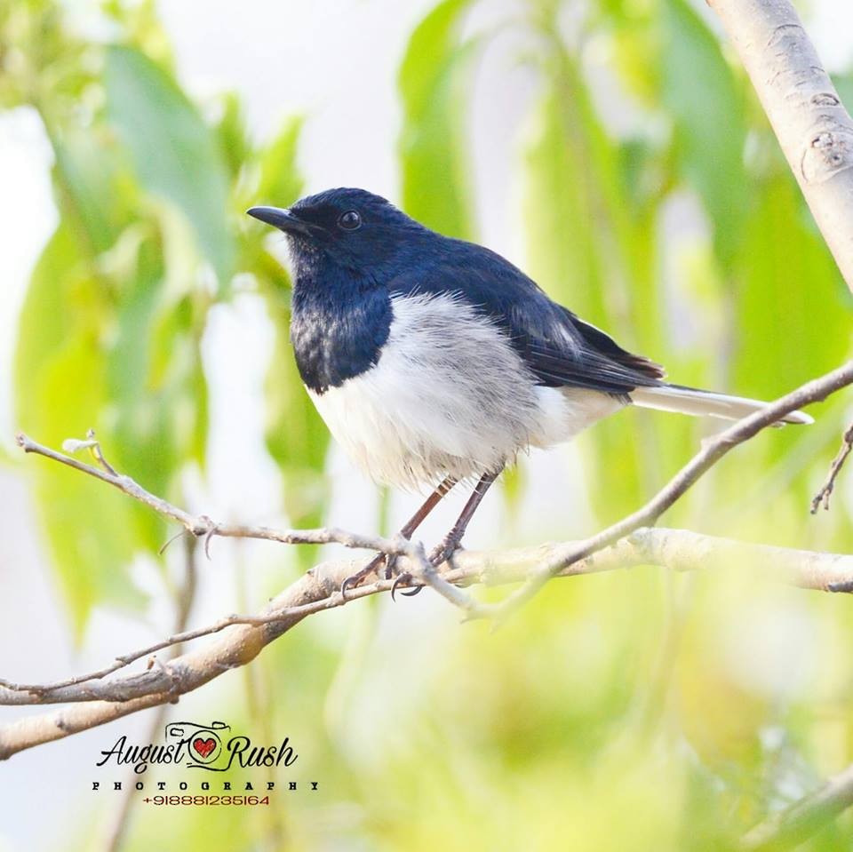 Oriental Magpie-Robin - ML147179771