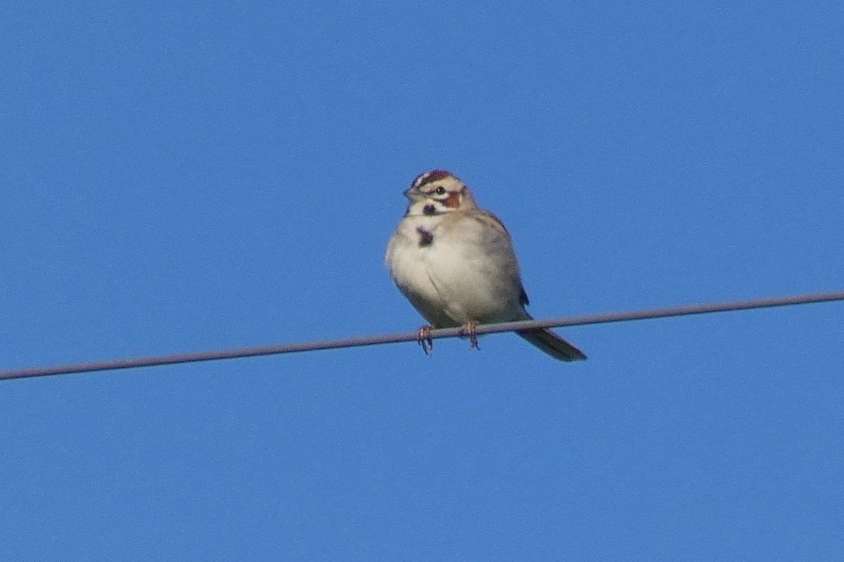 Lark Sparrow - ML147181131
