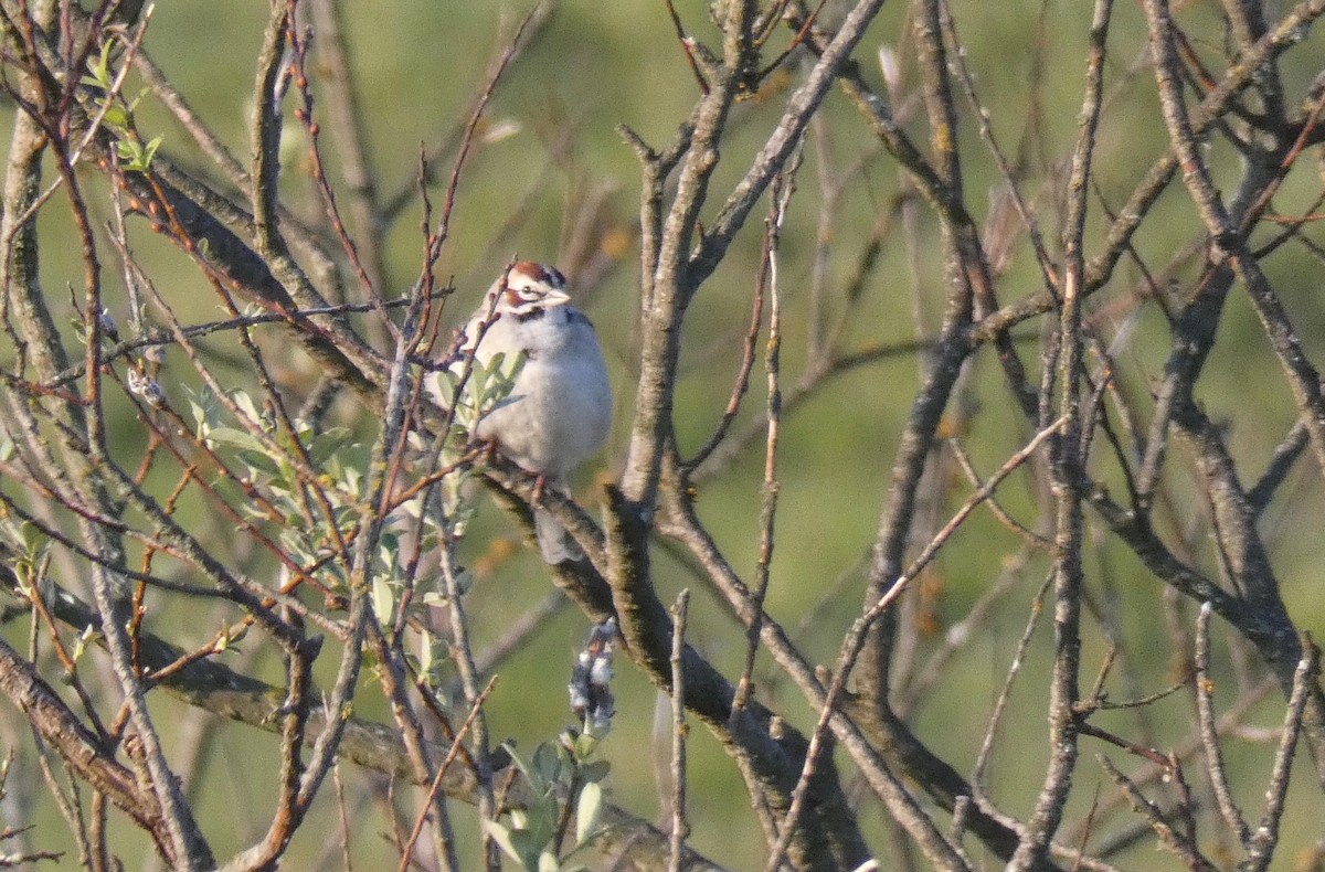 Lark Sparrow - ML147181141