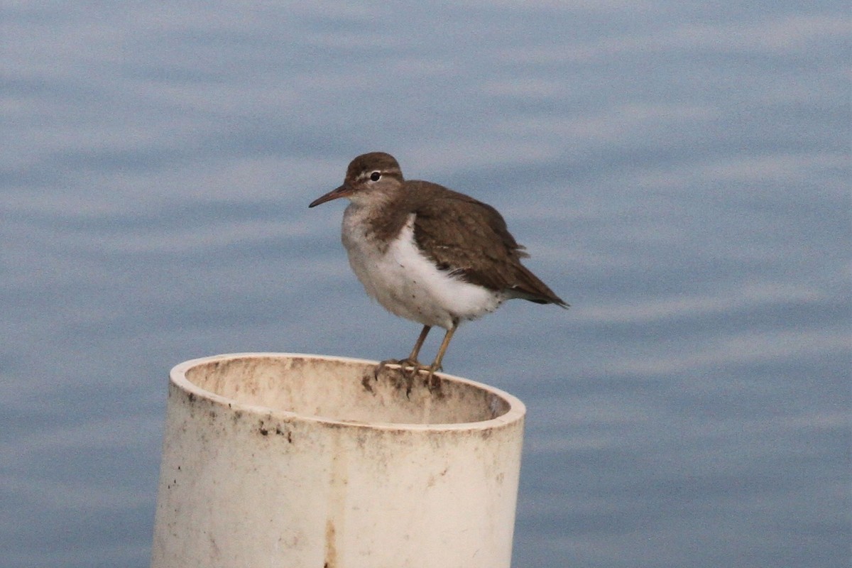 Spotted Sandpiper - ML147181211