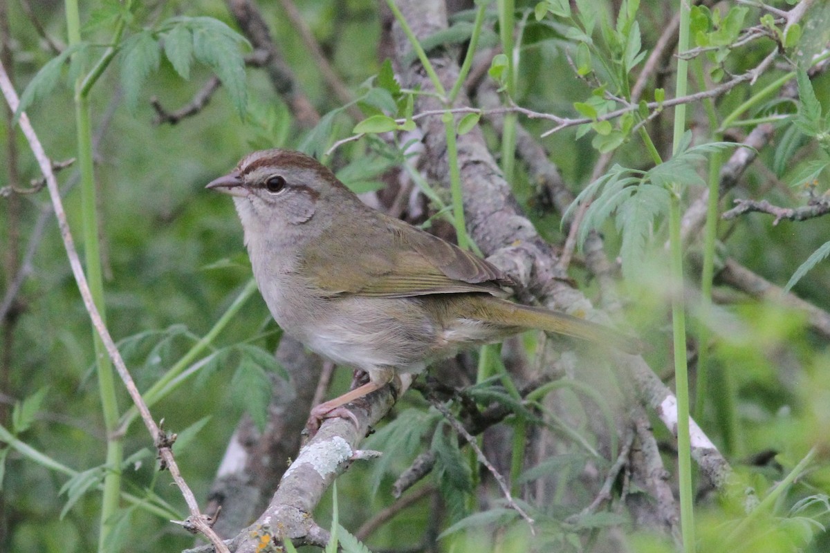 Olive Sparrow - ML147181421