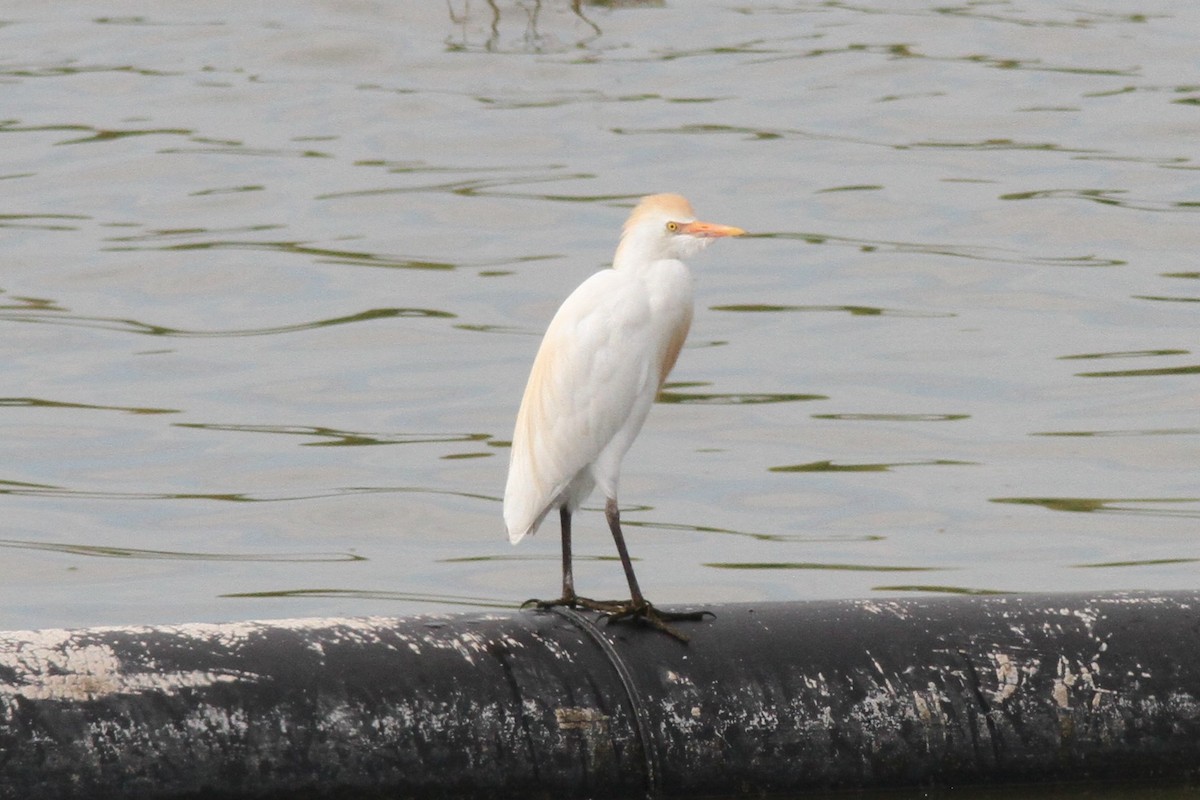 Western Cattle Egret - Aaron Driscoll